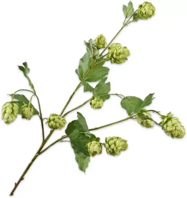 Silk-ka kunsttak hop 77cm groen