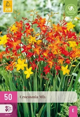 JUB x50 Crocosmia Mix