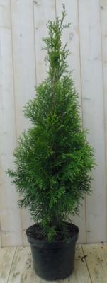 Conifeer Thuja Smaragd 150-180 cm Levensboom Warentuin Natuurlijk - Warentuin natuurlijk