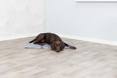 Koelmatras Soft, M: 50 × 40 cm, grijs