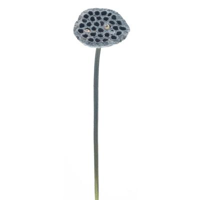 Single lotus pad spray bruin 63 cm kunsttak Buitengewoon de Boet - Buitengewoon de boet Single lotus pad spray bruin 63 cm kunsttak Buitengewoon de Boet - Buitengewoon de boet