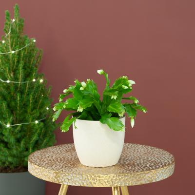 Kerstcactus - Schlumbergera Lidcactus - P12 Kerstcactus - Schlumbergera Lidcactus - P12