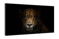 Schilderij -Luipaard in het donker , 100x70cm, premium print - thumbnail