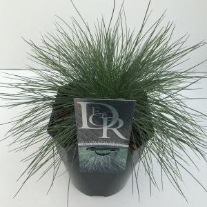 Zwenkgras (Festuca glauca "Elijah Blue") siergras - In 2 liter pot - 1 stuks