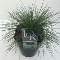 Zwenkgras (Festuca glauca "Elijah Blue") siergras - In 2 liter pot - 1 stuks - thumbnail