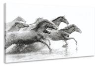 Schilderij - Wilde paarden, 2 maten, Premium print - thumbnail