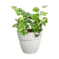 Elho Vibia Campana Small Hangpot Wit - thumbnail