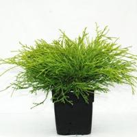 Schijncipres (Chamaecyparis pisifera "Filifera Aurea") conifeer - thumbnail