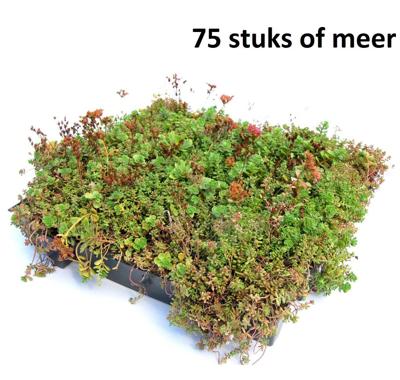 Minimaal 75 stuks! Dakgroen Sedumtray voor daken Type TE Kant & Klaar Click 'n Go 15 graden, prijs per 1 tray, Sempergreen - Sempergreen