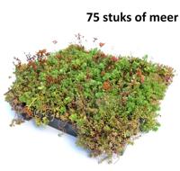 Minimaal 75 stuks! Dakgroen Sedumtray voor daken Type TE Kant & Klaar Click 'n Go 15 graden, prijs per 1 tray, Sempergreen - Sempergreen - thumbnail