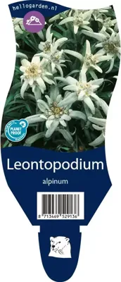 Leontopodium alpinum vaste plant Griffioen - Griffioen