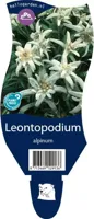 Leontopodium alpinum vaste plant Griffioen - Griffioen - thumbnail