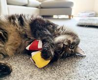 Yeowww! Jug with 30 Kitten Mittens - thumbnail