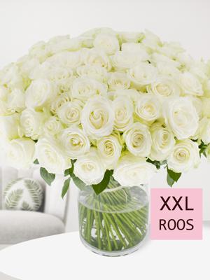 100 witte rozen - XL rozen - Snowstorm