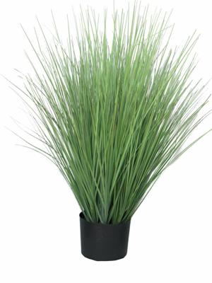 King festuca green in pot 76cm
