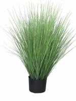 King festuca green in pot 76cm - thumbnail