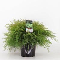 Microbiota decussata 40-50 cm Conifeer Valse jeneverbes Warentuin Natuurlijk - Warentuin natuurlijk - thumbnail