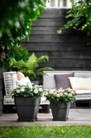 Elho pot vibia campana vierkant 30cm - antraciet - thumbnail