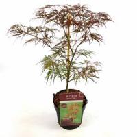 Japanse esdoorn (Acer palmatum "Garnet") heester - 50-60 cm - 1 stuks - thumbnail