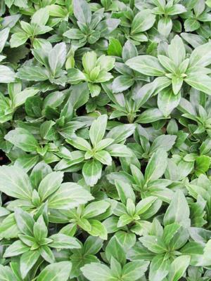 Pachysandra