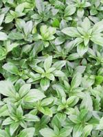 Pachysandra - thumbnail