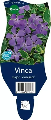 Vinca major Variegata vaste plant Griffioen - Griffioen