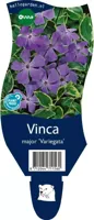 Vinca major Variegata vaste plant Griffioen - Griffioen - thumbnail