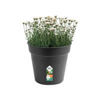 Elho Green Basics Kweekpot Zwart Ø30cm - thumbnail