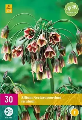 Allium nectaroscordum siculum 30 bollen