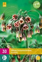 Allium nectaroscordum siculum 30 bollen - thumbnail