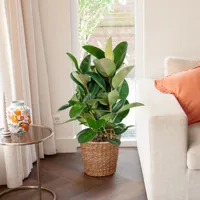 Rubberboom - Ficus Elastica Robusta - P 27 cm - thumbnail