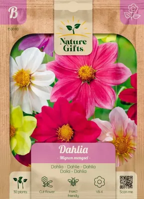 Dahlia mignon mengsel 30st Dahlia mignon mengsel 30st