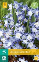 Chionodoxa luciliae bloembollen 25 bollen Sneeuwroem JUB - Jub - thumbnail