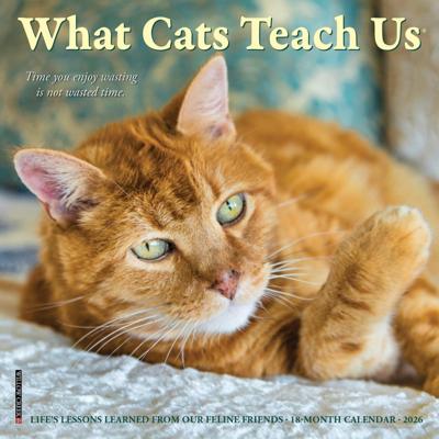 What Cats Teach Us Kalender 2026 Mini