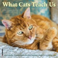 What Cats Teach Us Kalender 2026 Mini - thumbnail