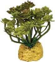 Plant cactus tree Repto - Repto - thumbnail