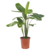 Ravenala Madagascariensis (Reizigersboom) - P 21 cm - thumbnail