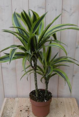 Drakenbloedboom Dracaena Geel-Groen 60 cm kamerplant Warentuin Natuurlijk - Warentuin natuurlijk