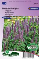 Dropplant / Anijsplant zaden Blue Spike - thumbnail