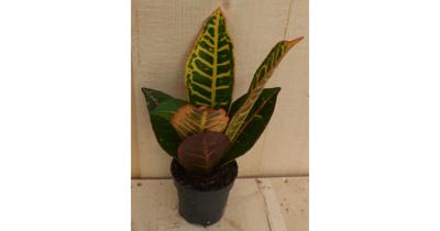 Croton Codiaeum Wonderstruik kamerplant potmaat 17 cm H30-50 cm Warentuin Natuurlijk - Warentuin natuurlijk