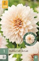 Dahlia cafe au lait - thumbnail