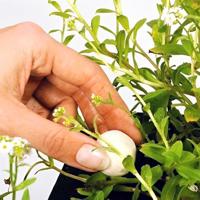 Velda Growth Balls - 50 stuks Waterlelie & Moerasplant Voeding voor Weelderige Vijvergroei - thumbnail