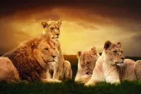 Alexsar Art Tuinschilderij leeuwenfamilie 70x50cm - thumbnail