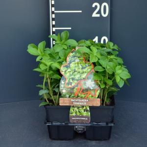 Schaduwkruid (pachysandra terminalis) bodembedekker - 4-pack - 1 stuks Schaduwkruid (pachysandra terminalis) bodembedekker - 4-pack - 1 stuks