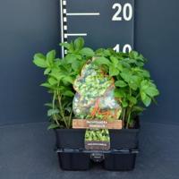 Schaduwkruid (pachysandra terminalis) bodembedekker - 4-pack - 1 stuks - thumbnail