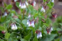 Smeerwortel - thumbnail