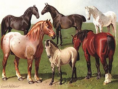 New York Puzzle Company Paardenrassen - 1000 stukjes