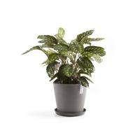 Ecopots Saucer Rond Taupe Ø28,7 x H8,3 cm - thumbnail