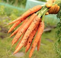 Wortel zaden Nantes 2 Topfix - thumbnail