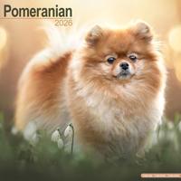 Pomeranian Calendar 2026 Square Dog Breed Wall Calendar - 16 Month - thumbnail